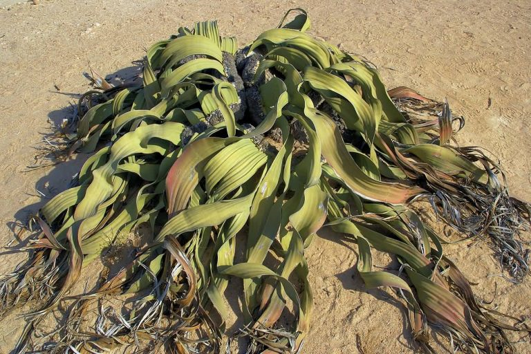 Desert Plant Welwitcha Mirabilis – Namibe Province