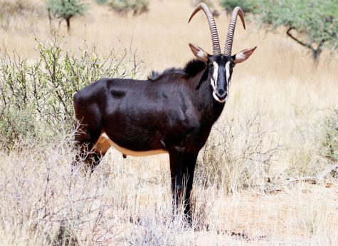 The Giant Black Antilope “Palanca Negra” – Malanje Province